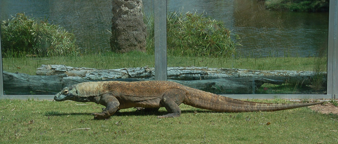 a komodo dragon
